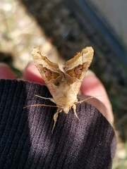 Phlogophora meticulosa