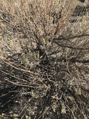 Chamaebatiaria millefolium