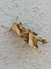 Phlogophora meticulosa