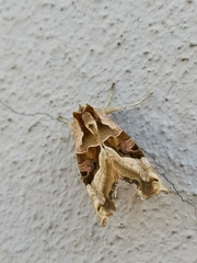 Phlogophora meticulosa