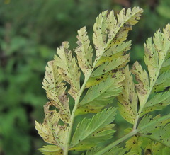 Selinum alatum