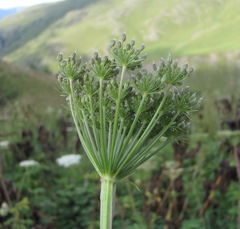 Selinum alatum