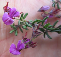 Indigofera concava