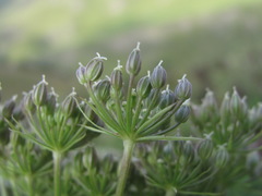 Selinum alatum