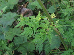 Selinum alatum