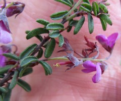 Indigofera concava
