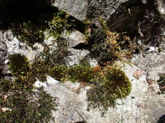 Imbribryum mildeanum