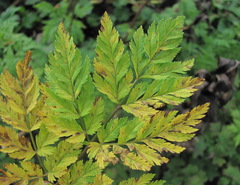 Selinum alatum