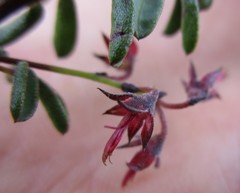 Indigofera concava