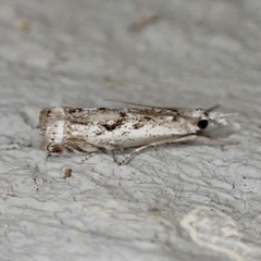 Microcrambus kimballi