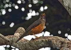 Turdus olivaceus pondoensis