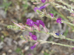 Astragalus varius