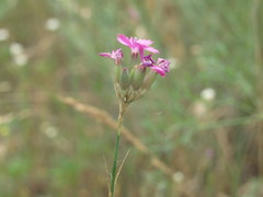 Dianthus polymorphus
