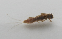 Eurylophella aestiva