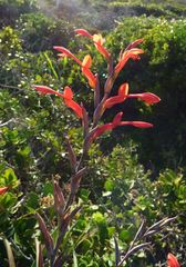 Chasmanthe aethiopica