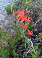 Chasmanthe aethiopica