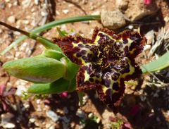 Ferraria crispa