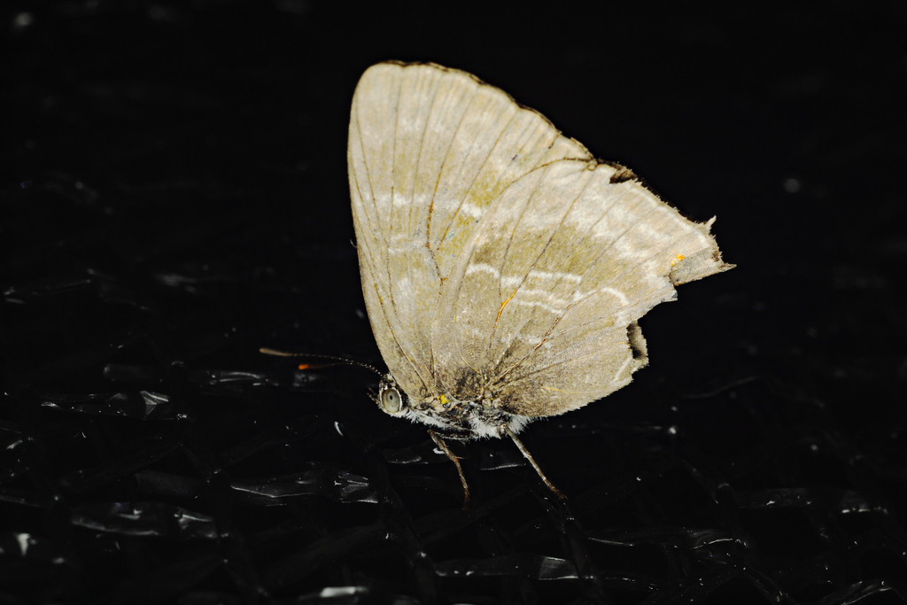 Contrafacia ahola