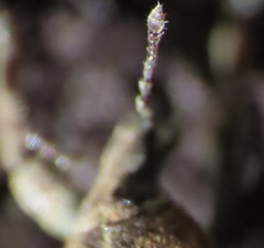 Brachypera zoilus