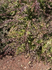 Berberis thunbergii