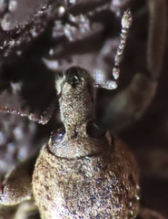 Brachypera zoilus