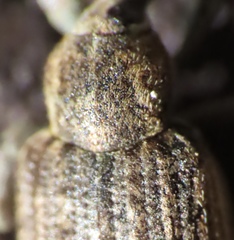 Brachypera zoilus
