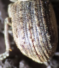 Brachypera zoilus