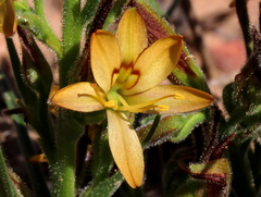 Wachendorfia multiflora