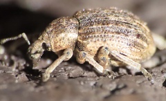 Brachypera zoilus