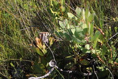 Protea speciosa