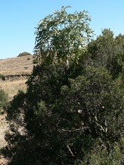 Cussonia paniculata sinuata