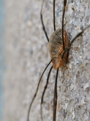 Opilio canestrinii