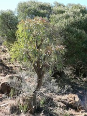 Cussonia paniculata sinuata