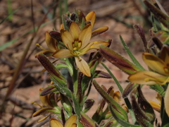 Wachendorfia multiflora