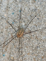 Opilio canestrinii