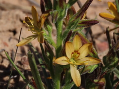 Wachendorfia multiflora
