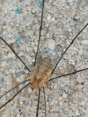 Opilio canestrinii