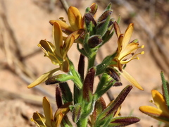 Wachendorfia multiflora