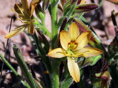 Wachendorfia multiflora