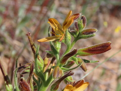 Wachendorfia multiflora