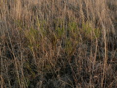 Euryops empetrifolius