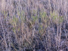 Euryops empetrifolius