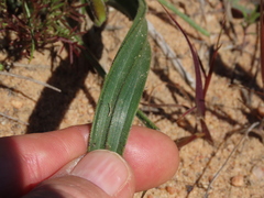 Wachendorfia multiflora
