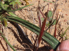 Wachendorfia multiflora