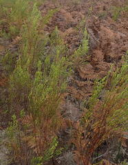 Passerina rigida