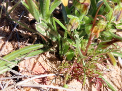 Wachendorfia multiflora