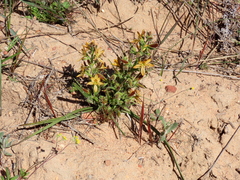 Wachendorfia multiflora