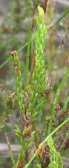Passerina rigida