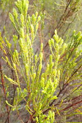 Passerina rigida