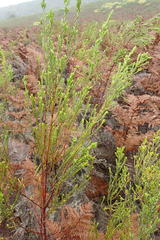 Passerina rigida
